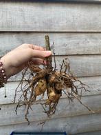 Dahlia knollen zaailing mix, Tuin en Terras, Bloembollen en Zaden, Ophalen of Verzenden, Volle zon, Knol