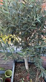 olive tree, Ophalen of Verzenden, Overige soorten