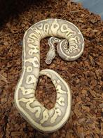 Python Regius 1.0 Leopard pastel butter vanilla pos het, Slang