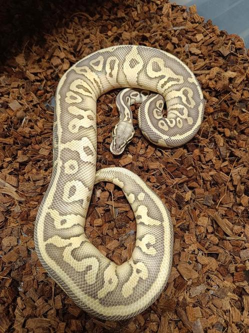 Python Regius 1.0 Leopard pastel butter vanilla pos het, Dieren en Toebehoren, Reptielen en Amfibieën, Slang