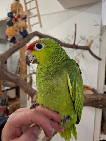 Jonge tamme Ecuador amazonepapegaai beschikbaar voor biedingen