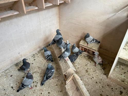 Mooie gezonde speenklare jonge postduiven, Dieren en Toebehoren, Vogels | Duiven, Postduif, Meerdere dieren