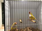 Koppel gouldamadines, Dieren en Toebehoren, Vogels | Overige Vogels, Meerdere dieren