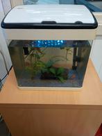 (moet snel weg!) 6 rode juweel cichliden inclusief aquarium, Dieren en Toebehoren, Ophalen, Zo goed als nieuw, Gevuld zoetwateraquarium