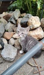 Nog 2 Mooie katers Maine Coon x Chartreux, Dieren en Toebehoren, Katten en Kittens | Overige Katten, Meerdere dieren, 0 tot 2 jaar