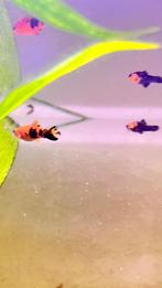 Zwaardragers Tuxedo (Xiphophorus Helleri), Vis, Zoetwatervis, Schoolvis