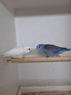 Forpussen, Meerdere dieren, Parkiet, Geringd