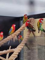 Veel keuze in prachtrosella's, Dieren en Toebehoren, Vogels | Parkieten en Papegaaien, Meerdere dieren, Parkiet, Geringd