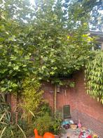 Leiboom, Tuin en Terras, Planten | Bomen, Ophalen of Verzenden, Overige soorten