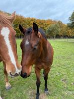 Lieve D pony ruin te koop!, Dieren en Toebehoren, Pony's, Ruin, Onbeleerd, 0 tot 2 jaar