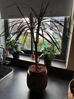 Dracaena & Cactus Kamerplanten, Overige soorten, In pot, Minder dan 100 cm, Groene kamerplant