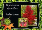 liquidambar boom- zuil- en bolvorm, Ophalen, Bloeit niet, Volle zon, Overige soorten