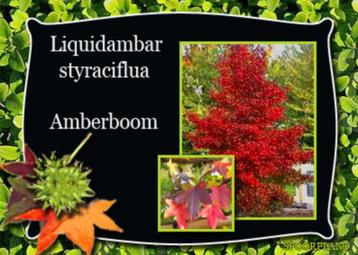 liquidambar boom- zuil- en bolvorm beschikbaar voor biedingen