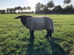 Suffolk dekram, Dieren en Toebehoren, Schapen, Geiten en Varkens, Mannelijk, Schaap, 0 tot 2 jaar