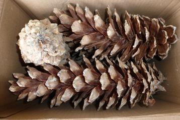 17 mooie grote natuurlijke LANGE DENNENAPPELS 22 cm ( P) beschikbaar voor biedingen