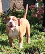 TK prachtige Old Englisch Bulldog pups, Dieren en Toebehoren, Bulldog, Meerdere, Meerdere dieren, Nederland