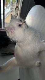 Brits Langhaar Kittens mogen verhuizen!, Meerdere dieren, Gechipt