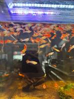 raszuivere Koi Platinum guppen, Vis, Zoetwatervis, Schoolvis