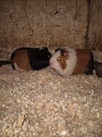 Cavia's, Dieren en Toebehoren, Oktober, Mannelijk, Cavia