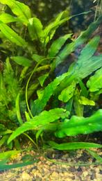 Cryptocoryne wendtii, Dieren en Toebehoren, Vissen | Aquariumvissen, Vis