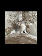 ️Raszuivere Britse Korthaar, Dieren en Toebehoren, Katten en Kittens | Raskatten | Korthaar, Meerdere dieren, Met stamboom, 0 tot 2 jaar