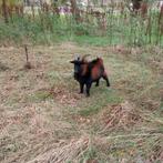 Geitenbok, Mannelijk, Kip