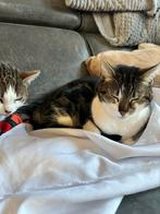 2 zussen poesjes zoeken een huisje, Dieren en Toebehoren, Poes, 6 jaar of ouder