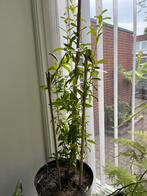 Granaatappel plant, Tuin en Terras, Ophalen, Volle zon, Overige soorten, Minder dan 100 cm