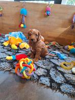 Australian labradoodle pups, Dieren en Toebehoren, Honden | Retrievers, Spaniëls en Waterhonden, Nederland, Overige rassen, 8 tot 15 weken