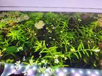 Waterplant Rotala green, Ophalen of Verzenden, Nieuw, Plant(en), Steen of Hout