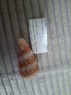 Conus kinoshitai. 6 cm, Verzamelen, Mineralen en Fossielen, Ophalen of Verzenden, Schelp(en)