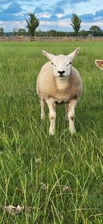Engelse Texelaar rammen, Dieren en Toebehoren, Schapen, Geiten en Varkens, Mannelijk, Schaap