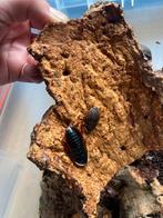 Kweekgroep opistioplatia orientalis, Dieren en Toebehoren, Insecten en Spinnen, Overige soorten