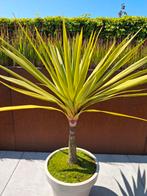 Yucca palmlelie 90 cm, Tuin en Terras, Planten | Tuinplanten, Ophalen, Zomer, Overige soorten, Volle zon