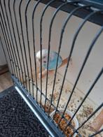 Grasparkiet pop, Dieren en Toebehoren, Vogels | Parkieten en Papegaaien, Vrouwelijk, Parkiet