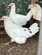 Hennen Araucana x Witte leghorn 2-3 stuks, Dieren en Toebehoren, Pluimvee, Vrouwelijk, Kip