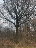 Maasbracht! Mooi bosperceel voor haardhout € € 3.500,—, Minder dan 3 m³, Ophalen of Verzenden