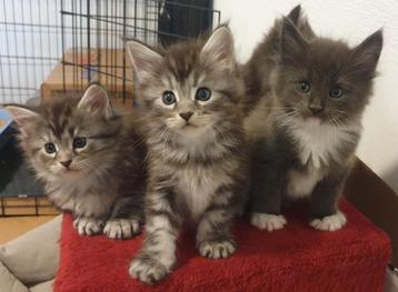Prachtige Raszuivere Maine Coon Kittens - mogen nu verhuizen beschikbaar voor biedingen
