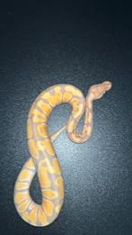 Banana het albino/toffee 66%rainbow 1.0 2024, Dieren en Toebehoren, Reptielen en Amfibieën, Slang