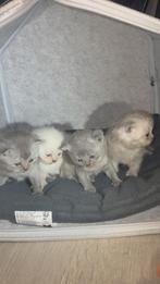 3 Britse korthaar kittens, Dieren en Toebehoren, Katten en Kittens | Raskatten | Korthaar, Meerdere dieren, Ontwormd, 0 tot 2 jaar