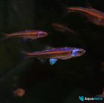 Regenboogwinde - Notropsis chrosomus, Dieren en Toebehoren, Vissen | Vijvervissen, Overige soorten