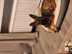 Mooie mechelse herder, Dieren en Toebehoren, 8 tot 15 weken, Teef, CDV (hondenziekte), Eén hond