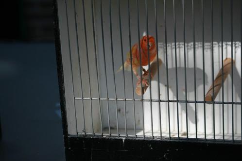 kanarie, Dieren en Toebehoren, Vogels | Kanaries, Kleurkanarie, Mannelijk