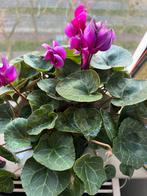 Ciclama plant, Ophalen of Verzenden, Overige soorten, Minder dan 100 cm