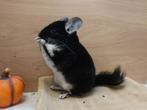 Chinchilla: Zeer Fraai Black Pearl mannetje, Dieren en Toebehoren, April, Mannelijk, Chinchilla