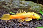 Jonge albino borstelneus – €1 per stuk, Dieren en Toebehoren, Vis, Zoetwatervis