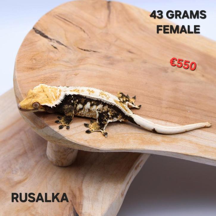 Wimpergekko Correlophus ciliatus JOKERGECKOS