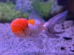 Oranda leeuwenkop sluierstaart (grote wen), Vis