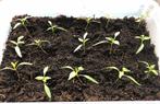 Rode peper stekjes - klaar om te planten!, Ophalen of Verzenden, Gehele jaar, Volle zon, Zaad