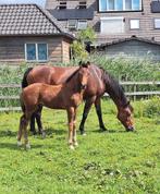 Word donkerbruin, Dieren en Toebehoren, Paarden, Hengst, 0 tot 2 jaar